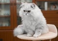 White persian cat on bed