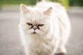 White persian cat with black Tear Stains under eyes Royalty Free Stock Photo