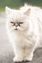 White persian cat with black Tear Stains under eyes Royalty Free Stock Photo