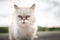 White persian cat with black Tear Stains under eyes Royalty Free Stock Photo