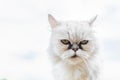 White persian cat with black Tear Stains under eyes. Cat portrait in nature Royalty Free Stock Photo