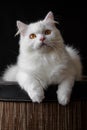 The white persian cat in the dark Royalty Free Stock Photo