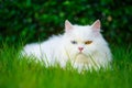 White Persian cat with 2 different-colored eyes heterocromatic Royalty Free Stock Photo