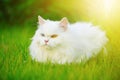 White Persian cat with 2 different-colored eyes heterocromatic Royalty Free Stock Photo