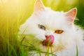 White Persian cat with 2 different-colored eyes heterocromatic Royalty Free Stock Photo