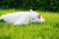 White Persian cat with 2 different-colored eyes heterocromatic Royalty Free Stock Photo