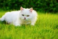 White Persian cat with 2 different-colored eyes heterocromatic Royalty Free Stock Photo