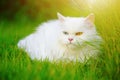 White Persian cat with 2 different-colored eyes heterocromatic Royalty Free Stock Photo