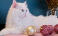 White Persian cat in front of turquoise background and Christmas decorations in front of him Royalty Free Stock Photo