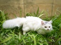 A white persian cat