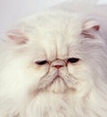 White persian cat Royalty Free Stock Photo