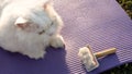 White Persian Cat looking Hair Removal Comb .