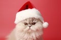 White Persian cat with Santa Claus Christmas hat in front of red background Royalty Free Stock Photo