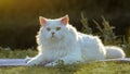 The White Persian cat sits gracefully