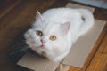 A white persian cat sitting on a paper box Look at something above