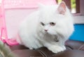 White Persian cat two color eyes Royalty Free Stock Photo