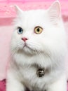 White Persian cat two color eyes Royalty Free Stock Photo