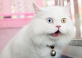 White Persian cat two color eyes Royalty Free Stock Photo