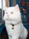 White Persian cat two color eyes Royalty Free Stock Photo