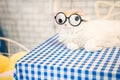 White Persian cat wearing funny glasses lies on a bright blue plaid table