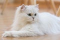 White Persian cats Royalty Free Stock Photo