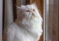 White Persian Exot cat with long hair