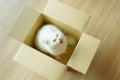 White persian fluffy cat in a present box