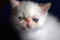 White persian kitten Royalty Free Stock Photo