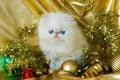 White Persian kitten Royalty Free Stock Photo