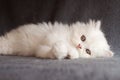 White persian kitten Royalty Free Stock Photo