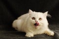 White Persian kitten Royalty Free Stock Photo