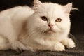 White Persian kitten Royalty Free Stock Photo