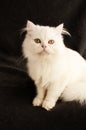 White Persian kitten Royalty Free Stock Photo