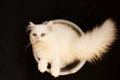 White persian kitten in a bucket Royalty Free Stock Photo