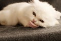 White Persian kitten eating