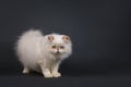 White Persian kitten Royalty Free Stock Photo