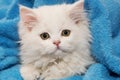 White persian kitten lying on a blue towel Royalty Free Stock Photo