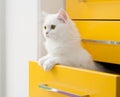 White persian kitten peeks out of the yellow drawer cabinet Royalty Free Stock Photo