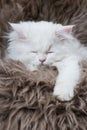 White persian kitten on a sheep fur Royalty Free Stock Photo