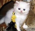 White Persian little kitten. Sweet fluffy kitty. Blue eyes. Colorful background with ropes, toys. Beautiful funny animal, Pretty