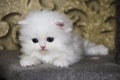 White Persian little kitten. Sweet fluffy kitty. Blue eyes. Ornate background. Beautiful funny animal, Pretty domestic cute pet