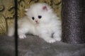 White Persian little kitten. Sweet fluffy kitty. Blue eyes. Ornate background. Beautiful funny animal, Pretty domestic cute pet