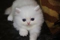 White Persian little kitten. Sweet fluffy nice kitty. Blue eyes. Beautiful funny animal, Pretty domestic cute pet. Zoo background