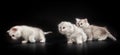 White Persian cats Royalty Free Stock Photo