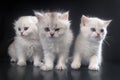 White Persian cats Royalty Free Stock Photo