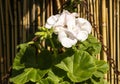 White Pertunia surfinia on green leaf and cane background.