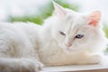 White pet cat naps on window