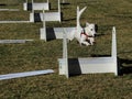 White pet dog jumping post on agility course Royalty Free Stock Photo