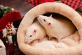 White pet rats in the Christmas plush bed Royalty Free Stock Photo