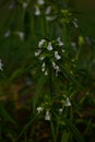 A white-petal cluster of Leucas lavandulifolia flower, on a green stem with leaves, in a garden